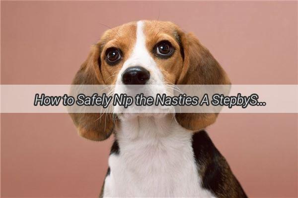 How to Safely Nip the Nasties A StepbyStep Guide to Cleaning Up After Your Pooch Ingests Rat Poison